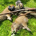 One shoot two boars