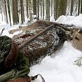 winter red deer hunt