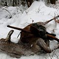 winter red deer hunt