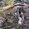 Grouse hunting in the late October morning (23.10.2014)