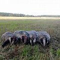 badgers