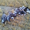 greylags