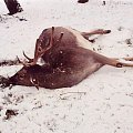 A young Fallow stag from 2008th.