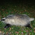 My second badger in 21 years.