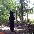 A black bear trying to figure out how to get to the feeder that I keep running for the deer in the summer time. Unfortunately the deer leave our property before the season opens for hunting them.