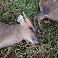 Silver medal muntjac