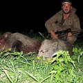 one shoot - two boars