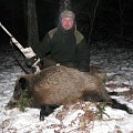 winter time boar