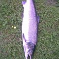 20 pounder 2009