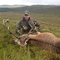 Red stag in the Scottish Highlands, 2013