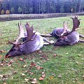 Fallo stags Sweden