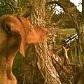 My two Girls looking for a Buck.