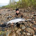 Bothinia Bay salmon, Tornioriver, 15,87kg