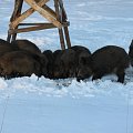 wildboars feeding