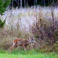 Average Buck in my home area.