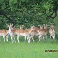 Fallow (menil) group of bucks in velvet