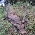 Mature Red stag. Trophy weight 11.90kgs and 223  CIC points...