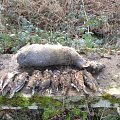 Woodcock hunting in France