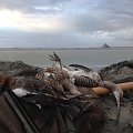 Waterfowling in France close to Mont Saint Michel