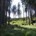 Revir ist aus 90% Wald 