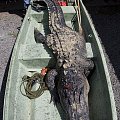 A VERY RARE AND HARD HUNTED 13 FOOT BULL ALLIGATOR FROM LOUISIANA