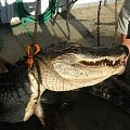 Twelve foot Bull Alligator 