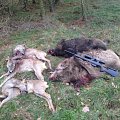 Total result from my irish hunting friend after one day driven hunt in my ground