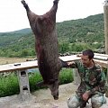 100kg wild boar