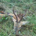 siberian roe buck