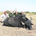 Buffalo, Corrientes Province, Argentina