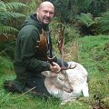 Fallow deer, Gisborne, New Zealand