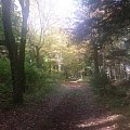 Northern Pine Forest