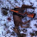 Roe deer hunt in finland.