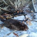 Beaverhunting in the spring!...