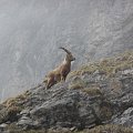 Junger Steinbock beim Fellwechsel