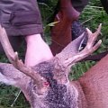 Magnicifent trophy of roe deer in hunting ground of my friend near to Prague.