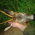One old roe deer with a nice trophy! :)