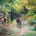 Jelení říje, Drahanská vrchovina (Red deer stag, rut in highlands)
