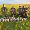 morning hunting wild greylag geese