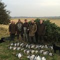 Pinkfeet geese in Scotland 