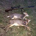 Another 2 muntjac