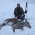 Red hind in the snow !