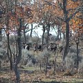 Very good group of Spanish mouflon