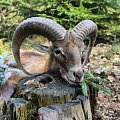 My the first mouflon