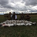 100 snow geese in 1 morning October 2014