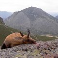 Cantabrican Chamois