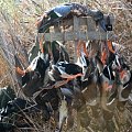 Duck hunting over decoys