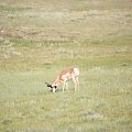 Pronghorn