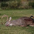 Iowa Whitetail