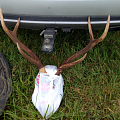 A selection of hunts from New Zealand.